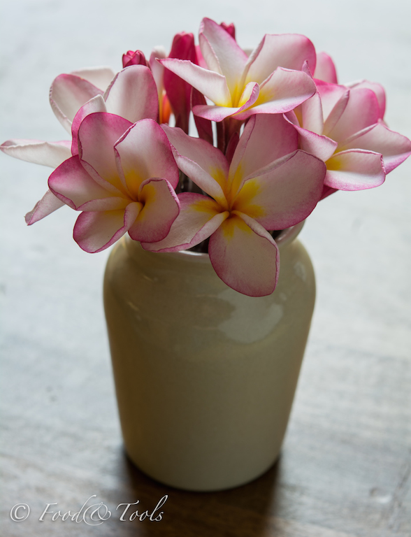 frangipani flowers in a vase