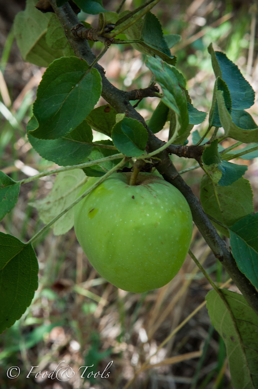 Apple hanging from a tree