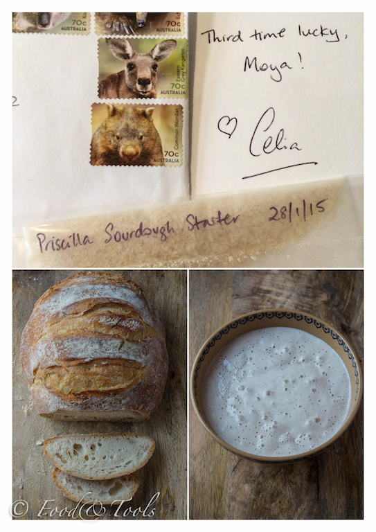 Sourdough Starter and Bread
