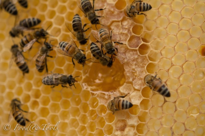Bees and Honey