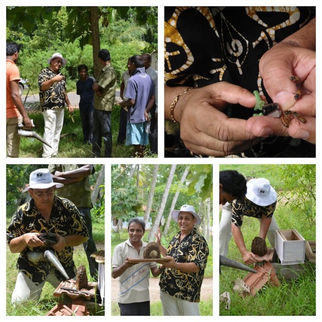 Beekeeping with the locals at Wilaththawa, Chilaw in Sri Lanka