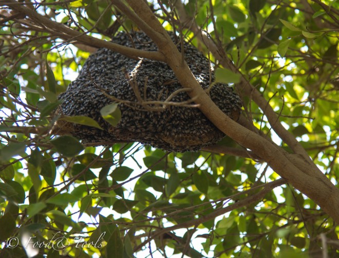 Spreading the Buzz about Bees – Food and Tools