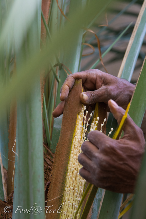 Date Palm_Spathe with flowers