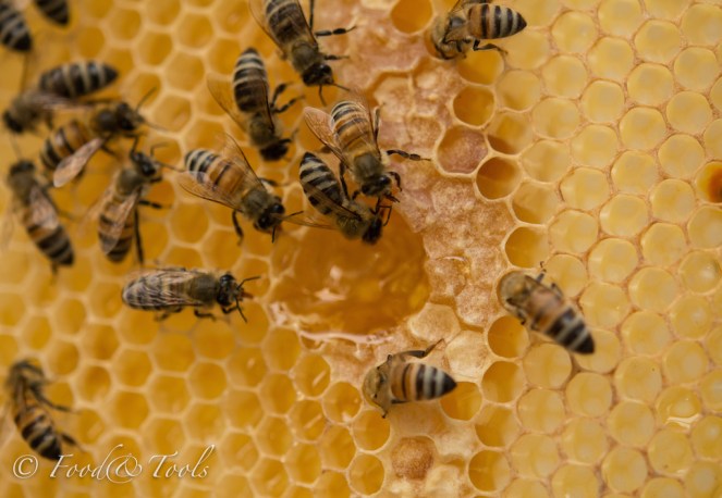 Bee Frame with Nectar and Capped Honey-1542