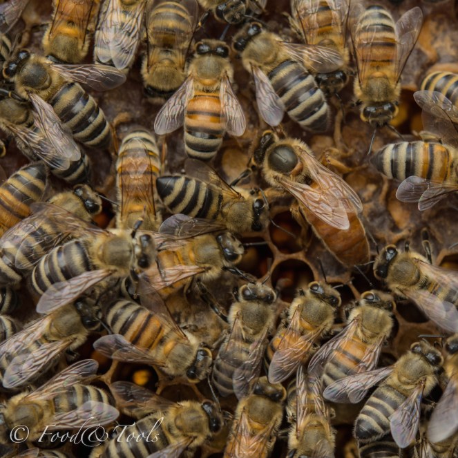 Queen Bee inside a beehive-1584