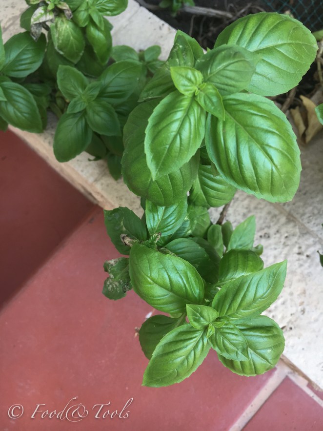 basil-65