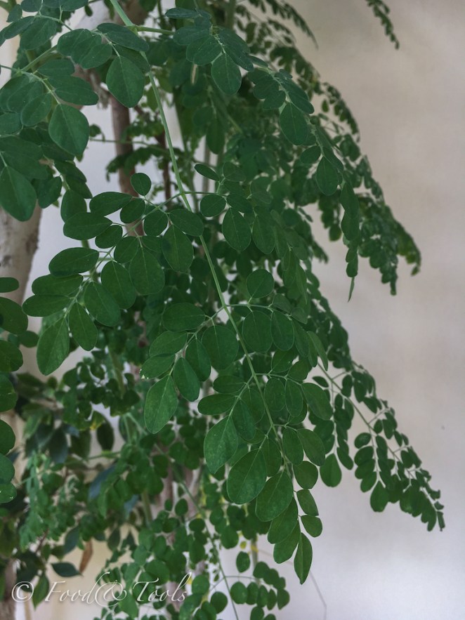 moringa-68