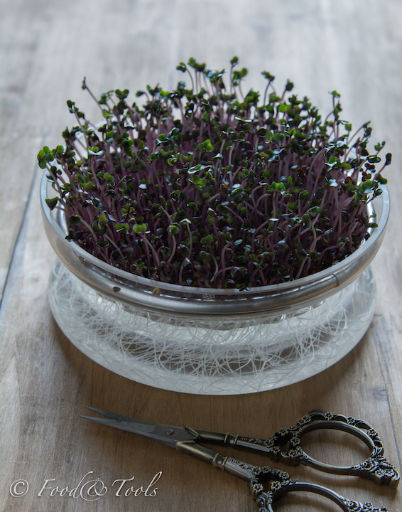 Red Cabbage Sprouts