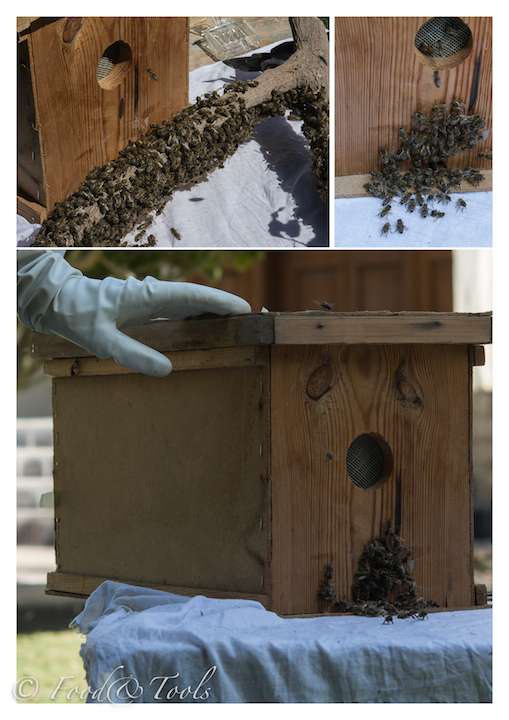 Bees and March – Food and Tools