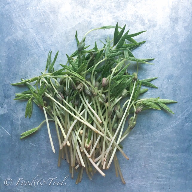 Bean Sprouts with Corugetttes-3069-2