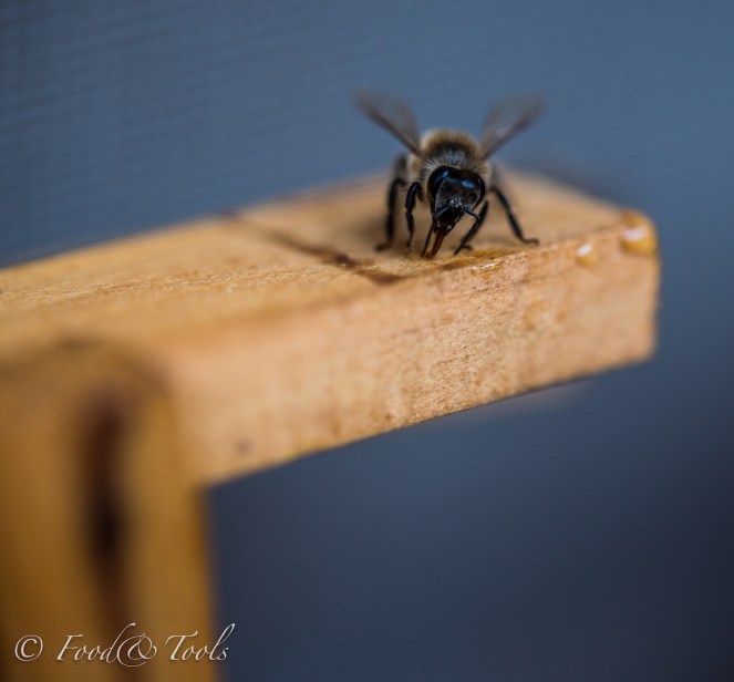 bees on frame-2