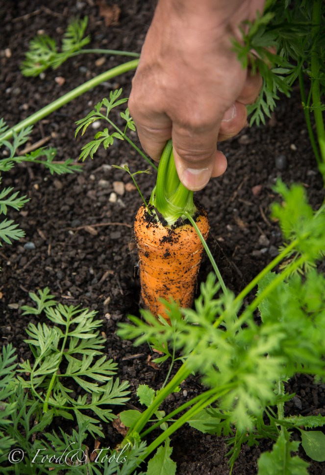 carrots-8206.JPG